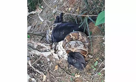 ஆட்டை விழுங்க முயன்ற 10 அடி நீள மலைப்பாம்பு பிடிபட்டது