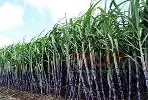 குருங்குளம் சர்க்கரை ஆலையில் கரும்பு அரவை பணி நிறுத்தம்