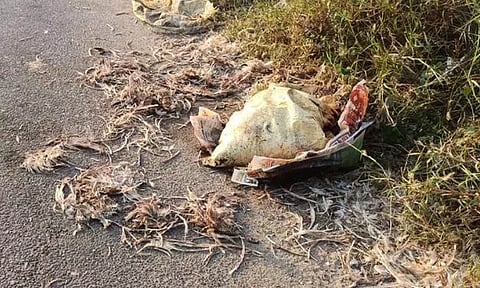 சாலையோரம் வீசப்படும் கோழிக்கழிவுகள்