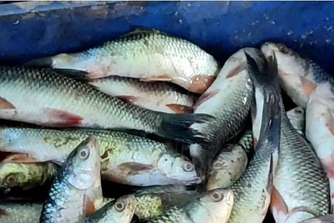 பெரம்பலூர் தெப்பக்குளத்தில் செத்து மிதக்கும் மீன்கள்