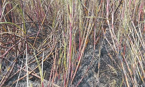 மின் கசிவால் தீ விபத்து; 2 ஏக்கர் கரும்பு எரிந்து நாசம்