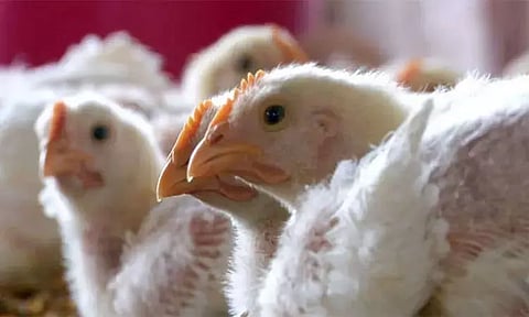 பறவை காய்ச்சல் பாதிப்பு - கேரளாவில் 6 ஆயிரம் பறவைகள் அழிப்பு