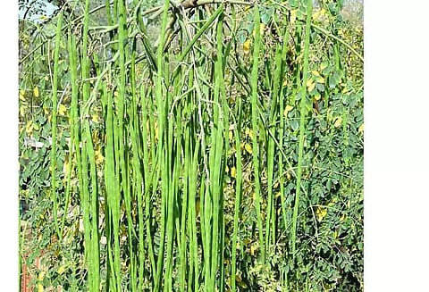 ஒரு கிலா முருங்கைக்காய் ரூ.80-க்கு கொள்முதல்