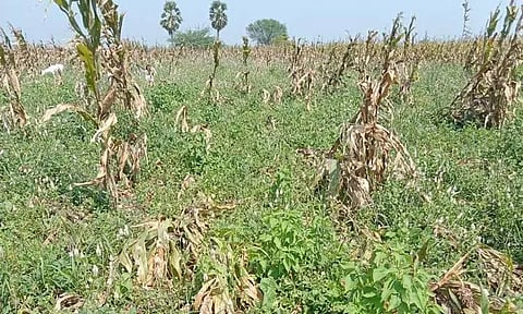 தொடர் மழை:1000 ஏக்கர் மக்காச்சோள பயிர்கள் சேதம்விவசாயிகள் கவலை