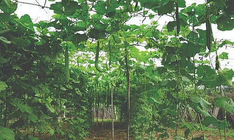 பந்தல் அமைத்து பீர்க்கங்காய் சாகுபடி