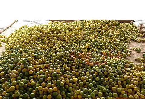 வடகாட்டில் எலுமிச்சை பழங்கள் விலை வீழ்ச்சி