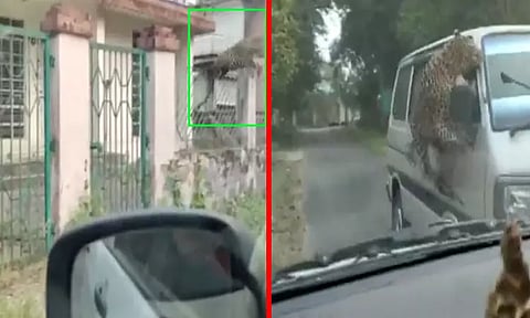 அசாமில் சிறுத்தைப்புலி தாக்குதலில் 13 பேர் காயம்; அதிர்ச்சி ஏற்படுத்தும் வீடியோ