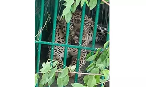 8 வயது பெண் சிறுத்தை கூண்டில் சிக்கியது