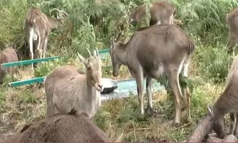 வரையாடு இனத்தைப் பாதுகாக்க ரூ.25.14 கோடி செலவில் 'நீலகிரி வரையாடு திட்டம்' - தமிழக அரசு அரசாணை