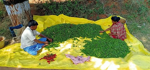 உப்புக்கோட்டை பகுதியில்மிளகாய் விளைச்சல் அமோகம் :விவசாயிகள் மகிழ்ச்சி