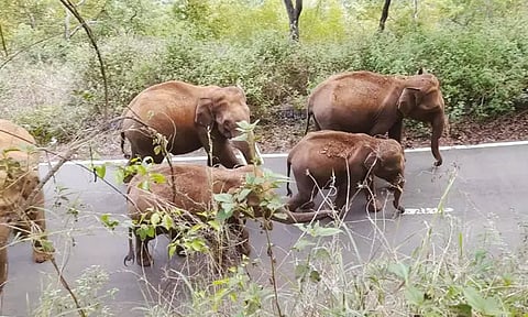 அரசு கட்டிடத்தை சுற்றி வளைத்த காட்டு யானைகள் - உள்ளே தங்கியிருந்த போலீசார் 4 மணி நேரத்துக்கு பின்னர் மீட்பு