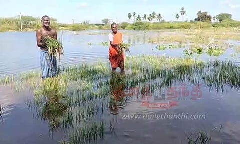 கண்மாய் நீர் வயலுக்குள் புகுந்ததால் பயிர்கள் நாசம்