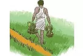 விவசாயிகளுக்கு மானிய விலையில் உளுந்து, பச்சைப்பயறு விதை