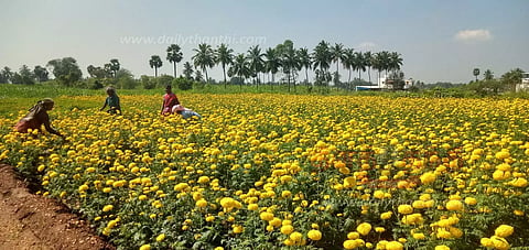 விண்ணை தொடும் பூக்கள் விலை