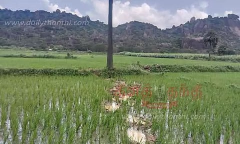 நெற்பயிரை சேதப்படுத்திய யானை