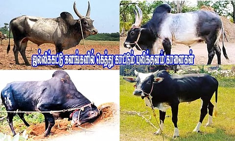 ஜல்லிக்கட்டு களங்களில் கெத்து காட்டும் புலிக்குளம் காளைகள்