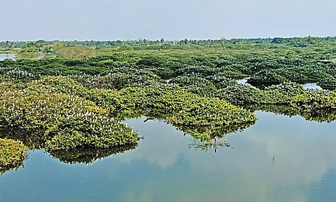 வேடந்தாங்கலில் குவியும் வெளிநாட்டு பறவைகள்