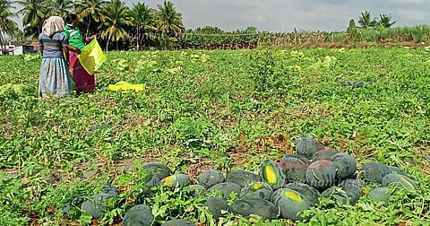எடப்பாடி தர்பூசணி பழங்களை வாங்க கேரள வியாபாரிகள் ஆர்வம்