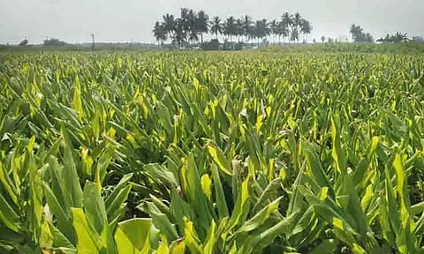 விவசாயிகளுக்கு கவலை அளிக்கும் மஞ்சள் சாகுபடி