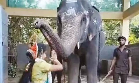 பரதநாட்டியம் ஆடிய பெண்ணுக்கு ஆசி வழங்கிய கோவில் யானை