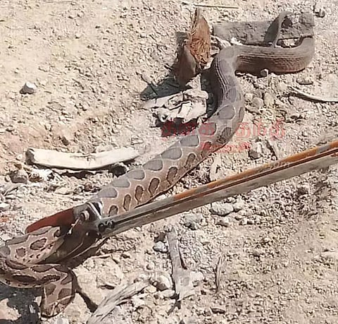 கருங்கற்கள் குவியலில் பதுங்கி இருந்த 5 அடி நீள கண்ணாடி விரியன் பாம்பு