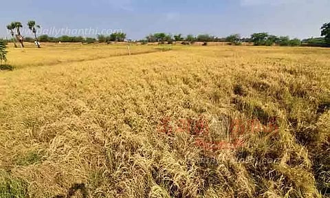 தண்ணீரின்றி கருகும் நெற்பயிர்கள்