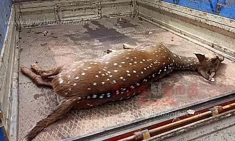 தெருநாய்கள் கடித்து புள்ளிமான் சாவு