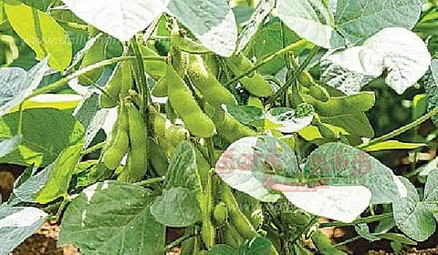 100 எக்டேரில் சோயா சாகுபடி