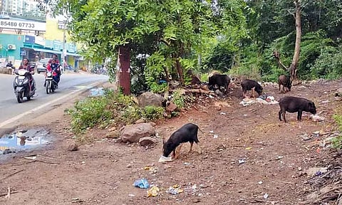 நந்திவரம்-கூடுவாஞ்சேரி நகராட்சியில் சுற்றி திரியும் பன்றிகளால் பொதுமக்கள் அவதி - நடவடிக்கை எடுக்க கோரிக்கை