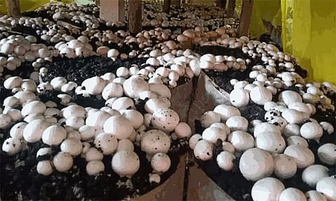 காளான் வளர்ப்பு பயிற்சி