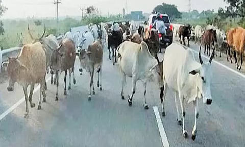 நெடுஞ்சாலையில் சுற்றித்திரியும் கால்நடைகளால் விபத்து ஏற்படும் அபாயம்; நடவடிக்கை எடுக்க வாகன ஓட்டிகள் கோரிக்கை