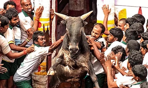 தச்சங்குறிச்சியில் ஜன.8-ம் தேதி ஜல்லிக்கட்டு - வருவாய் கோட்டாட்சியர் அறிவிப்பு