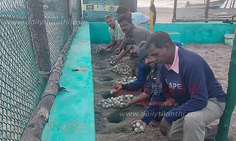 3,265 ஆலிவ்ரெட்லி ஆமை முட்டைகள் சேகரிப்பு