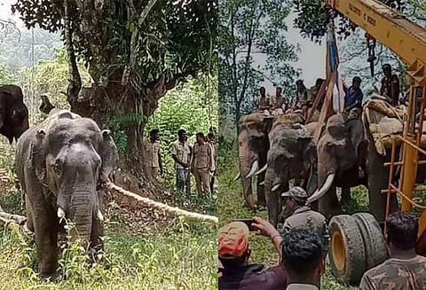 விவசாயியை தாக்கிய காட்டுயானை மயக்க ஊசி செலுத்தி பிடிக்கப்பட்டது