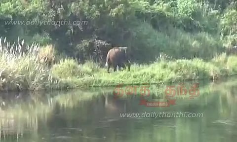 சத்தியமங்கலம் அருகே அட்டகாசம் செய்தஒற்றை யானை பவானி ஆற்றை கடந்து சென்றது