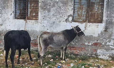 தெருவில் சுற்றித்திரிந்த மாடுகளை பள்ளிக்கூடத்திற்குள் கட்டிப்போட்ட விவசாயிகள் - எங்கு நடந்தது... காரணம் என்ன?