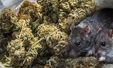 "19 கிலோ கஞ்சாவை கொஞ்சம் கொஞ்சமாக எலிகள் தின்றுவிட்டது" கோர்ட்டில் போலீசார் கொடுத்த பரபரப்பு விளக்கம்...!