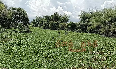 அரசலாற்றை ஆக்கிரமித்துள்ள ஆகாயத்தாமரை செடிகள் அகற்றப்படுமா?
