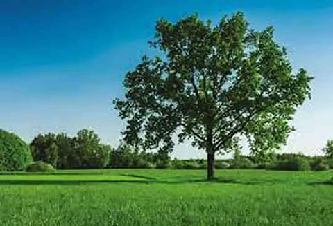 புதிதாக கட்டப்படும் கட்டிடங்களில் மரம் வளர்க்க இடம் ஒதுக்க வேண்டும்- மாநகராட்சி உத்தரவு