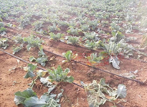 பயிர்களை சேதப்படுத்திய யானைகள்