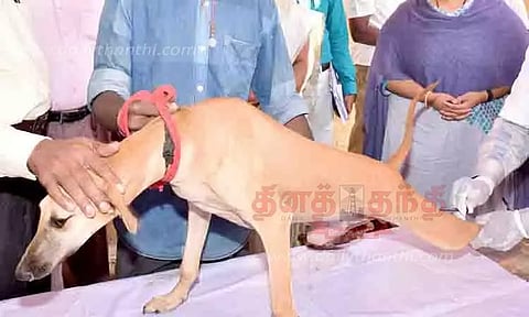 செல்ல பிராணிகளுக்கு வெறிநோய் தடுப்பூசி