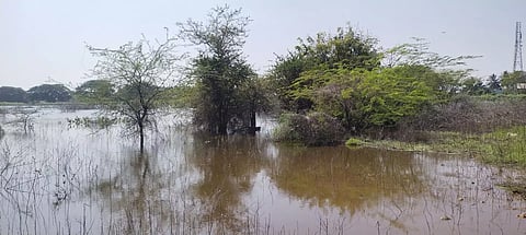 குளத்தை ஆக்கிரமித்த கருவேல மரங்கள்