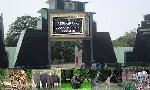 பொங்கல் விடுமுறையை முன்னிட்டு வண்டலூர் உயிரியல் பூங்காவில் சிறப்பு ஏற்பாடுகள் - பூங்கா நிர்வாகம்