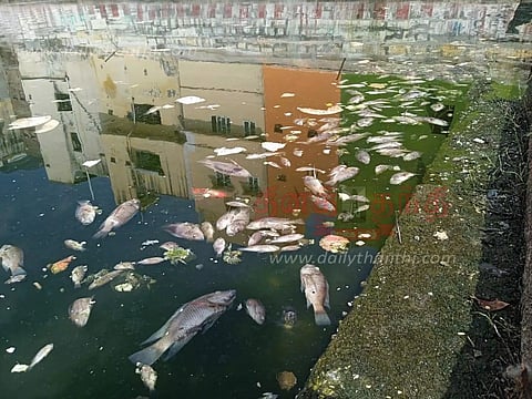 சிவரஞ்சி தீர்த்த குளத்தில் மீன்கள் செத்து மிதந்ததால் பரபரப்பு