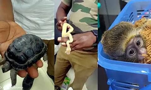 தாய்லாந்து நாட்டில் இருந்து சென்னைக்கு விமானத்தில் கடத்தி வந்த மலைப்பாம்பு, குரங்கு, ஆமைகள் - திருப்பி அனுப்ப நடவடிக்கை