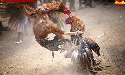 ஈரோடு, திருவள்ளூரில் நிபந்தனைகளுடன் சேவல் சண்டைக்கு அனுமதி - சென்னை ஐகோர்ட்டு உத்தரவு