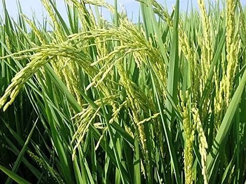 பயிர்களுக்கு இலை வழியாகநுண்ணூட்டம் தெளிப்பதால் அதிக மகசூல் பெற முடியும்