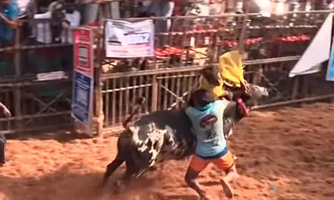 அவனியாபுரம் ஜல்லிக்கட்டு: காளைகள் முட்டியதில் உரிமையாளர்கள் உள்பட 10 பேர் காயம்