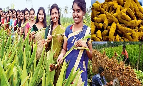 மஞ்சள் காட்டில் கல்லூரி மைனாக்கள்