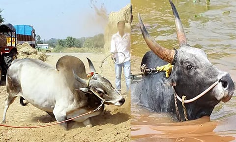 ஜல்லிக்கட்டு காளை வளர்ப்பதும் கலையே!